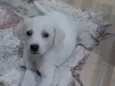 Marley