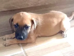 Cachorro raça Srd idade Abaixo de 2 meses nome Nino
