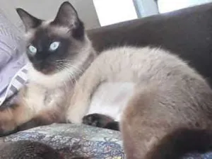 Gato raça Siamês idade 1 ano nome Gata siamês
