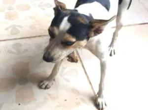 Cachorro raça viralatinha idade 1 ano nome Rabito