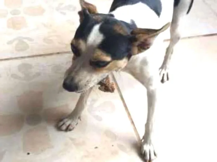 Cachorro ra a viralatinha idade 1 ano nome Rabito