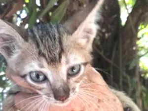 Gato raça malhada idade  nome Olho claro