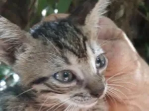 Gato raça viralatinhas idade Abaixo de 2 meses nome Gato de botas