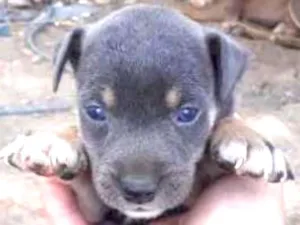 Cachorro raça viralatinha idade Abaixo de 2 meses nome Marrom Bombom