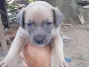 Cachorro raça viraltinha idade Abaixo de 2 meses nome Gordinho