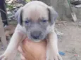 Gordinho