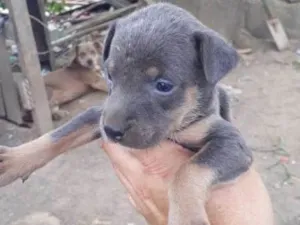 Cachorro raça viraltinha idade Abaixo de 2 meses nome Sininho
