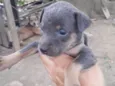 Sininho