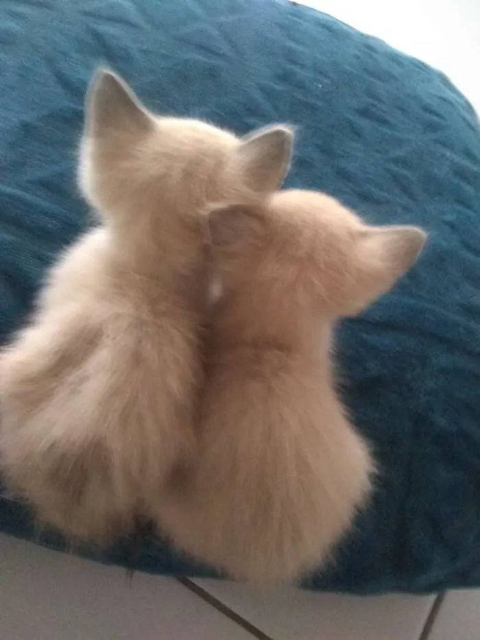 Gato ra a Siamês idade 2 a 6 meses nome Sem nome