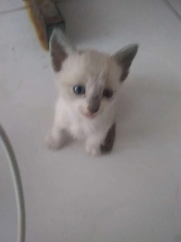 Gato ra a Siamês idade 2 a 6 meses nome Sem nome