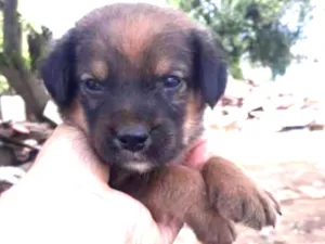 Cachorro raça viralatinha idade Abaixo de 2 meses nome Bebel