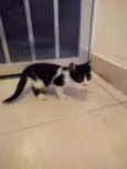 Frajolinha