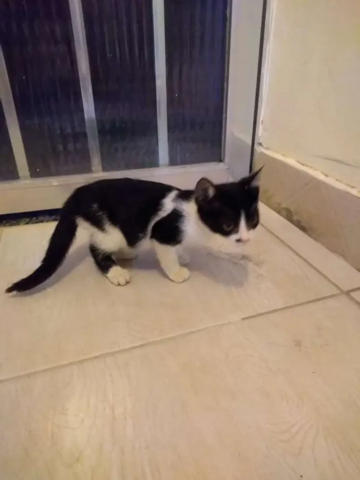 Gato ra a Srd idade 2 a 6 meses nome Frajolinha
