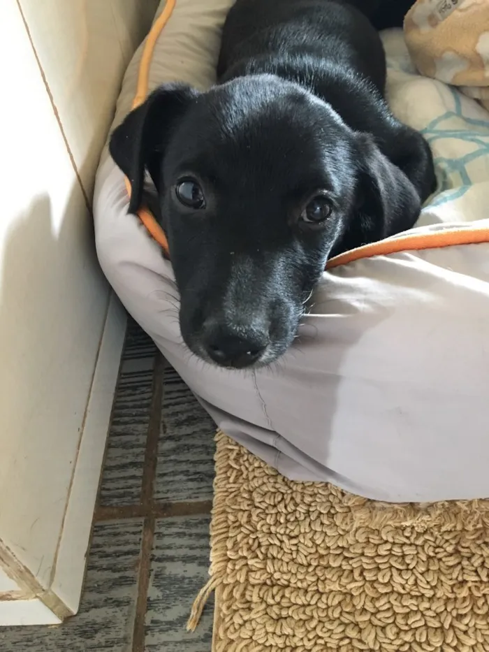 Cachorro ra a Indefinida  idade 2 a 6 meses nome Negão e pitoco