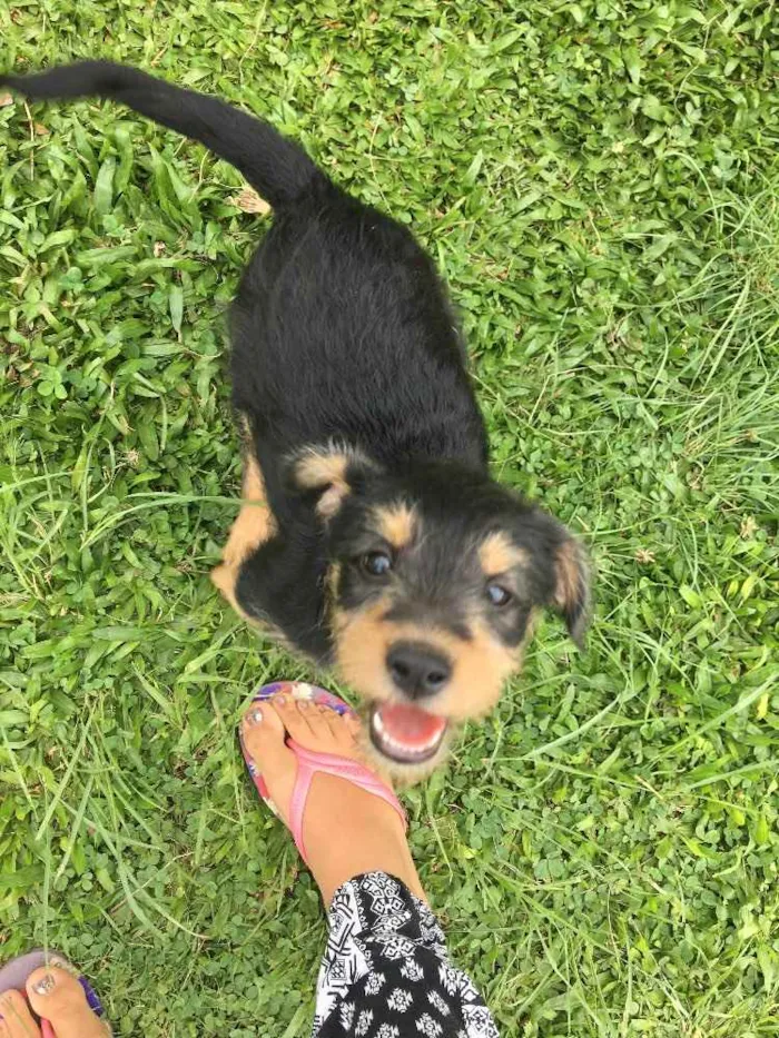 Cachorro ra a Indefinida  idade 2 a 6 meses nome Negão e pitoco