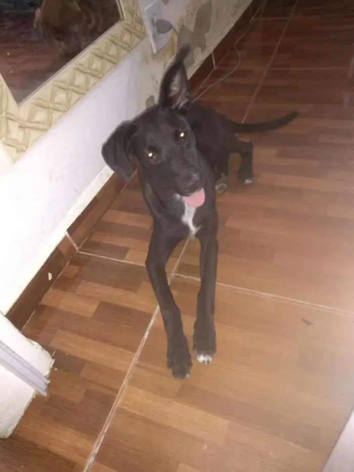 Cachorro ra a SEM RAÇA  idade 2 a 6 meses nome Sem Nome