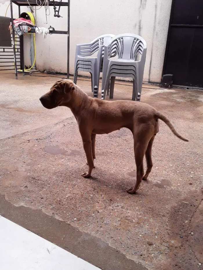 Cachorro ra a SHAR PEI idade 7 a 11 meses nome NAO SEI