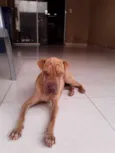 NAO SEI