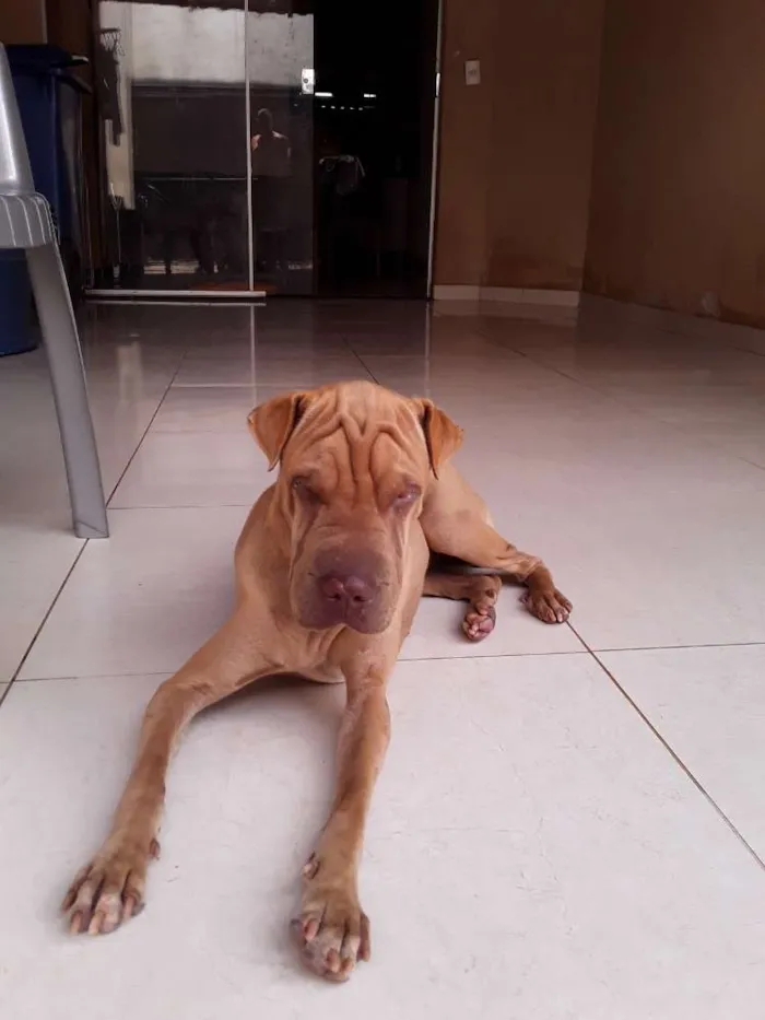 Cachorro ra a SHAR PEI idade 7 a 11 meses nome NAO SEI