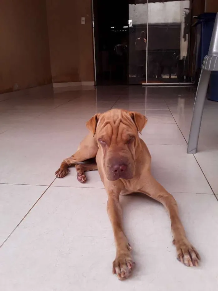 Cachorro ra a SHAR PEI idade 7 a 11 meses nome NAO SEI