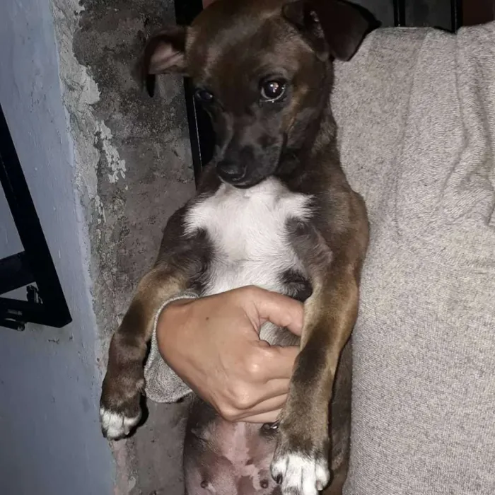Cachorro ra a Srd idade 2 anos nome Menina