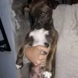 Menina