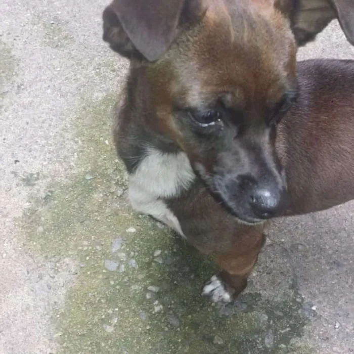 Cachorro ra a Srd idade 2 anos nome Menina