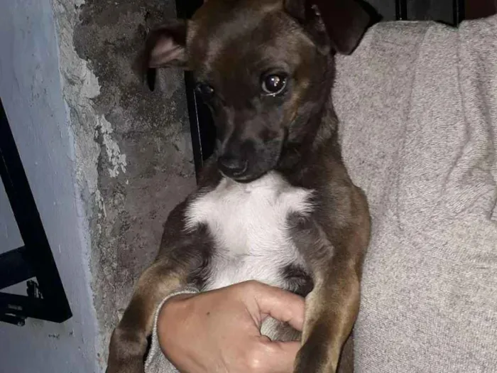 Cachorro ra a Srd idade 2 anos nome Menina