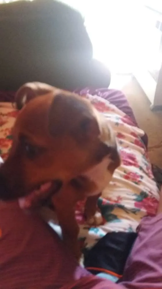 Cachorro raça Porte pequeno idade 2 a 6 meses nome Chiclete 
