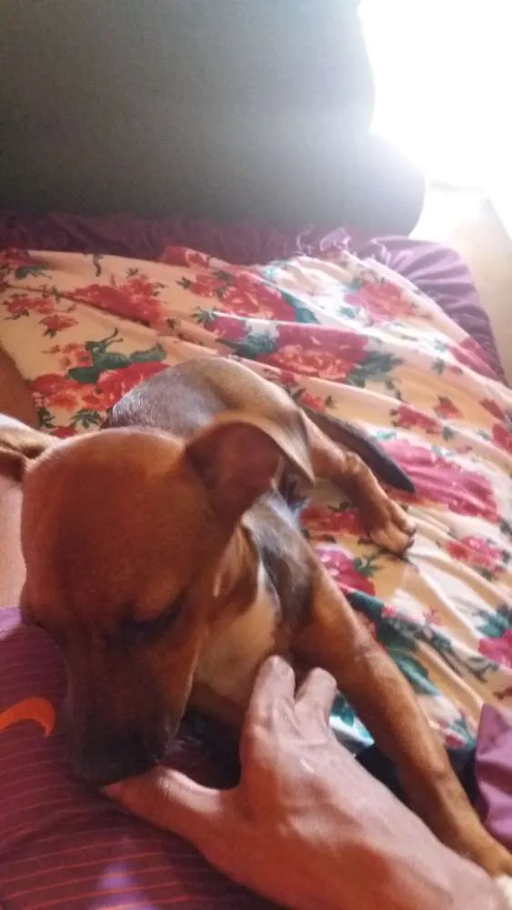 Cachorro raça Porte pequeno idade 2 a 6 meses nome Chiclete 