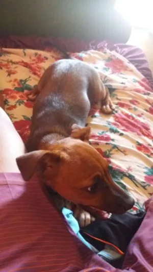 Cachorro raça Porte pequeno idade 2 a 6 meses nome Chiclete 