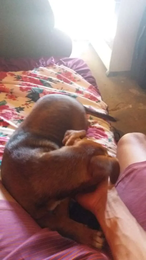 Cachorro raça Porte pequeno idade 2 a 6 meses nome Chiclete 