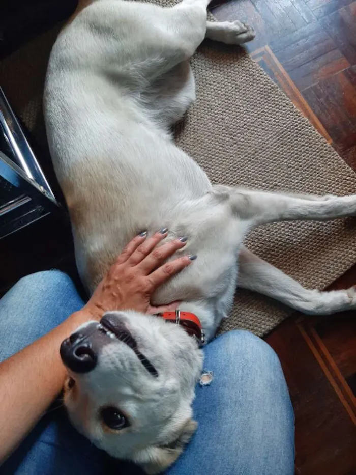 Cachorro ra a VIRA LATA idade 1 ano nome NINA