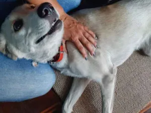 Cachorro raça VIRA LATA idade 1 ano nome NINA