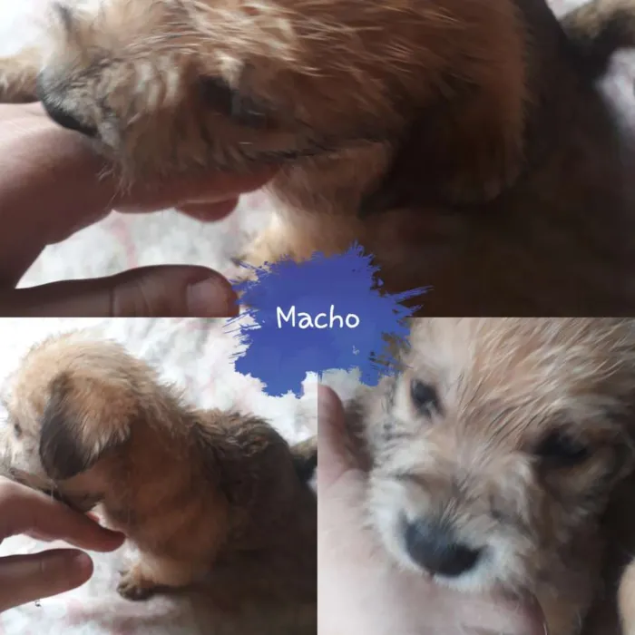 Cachorro ra a Sem raça definitiva  idade Abaixo de 2 meses nome Sem nome