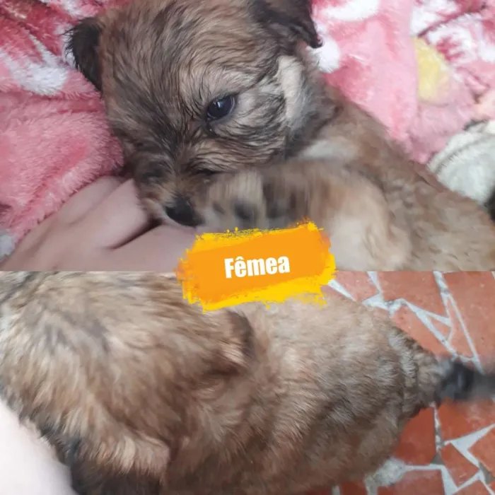 Cachorro ra a Sem raça definitiva  idade Abaixo de 2 meses nome Sem nome