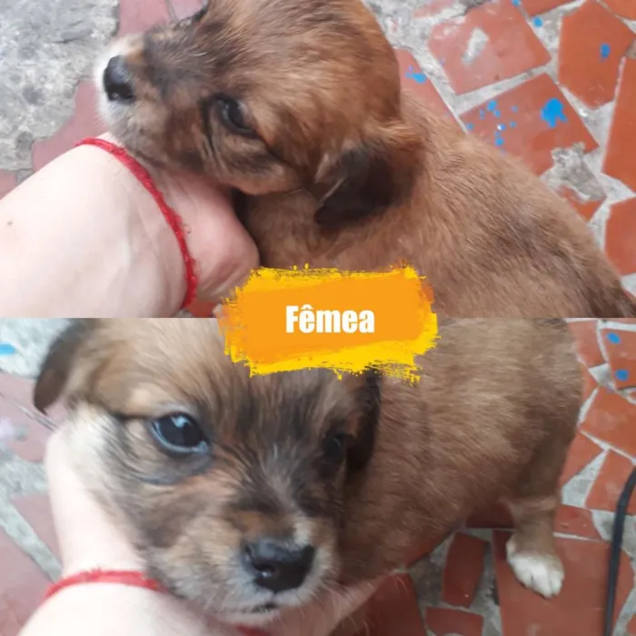 Cachorro ra a Sem raça definitiva  idade Abaixo de 2 meses nome Sem nome