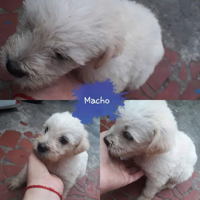 Cachorro ra a Sem raça definitiva  idade Abaixo de 2 meses nome Sem nome