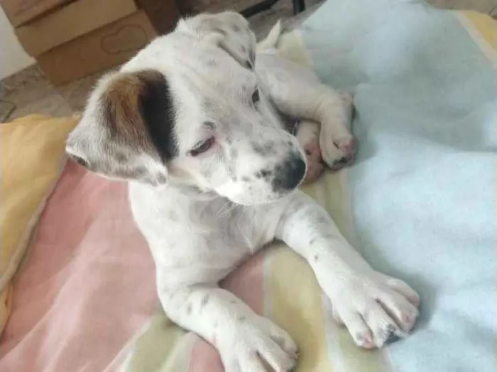 Cachorro raça Vira-lata idade 2 a 6 meses nome Não tem