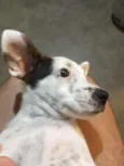 Não tem