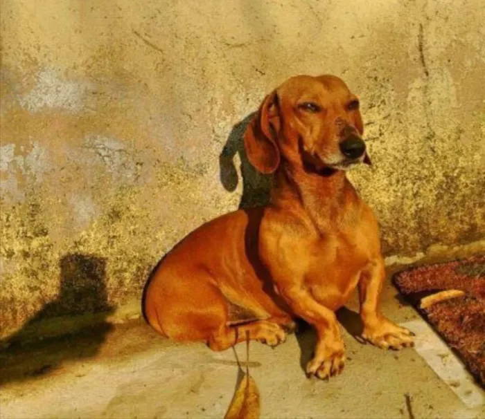 Cachorro ra a dachshund idade 5 anos nome Ringo