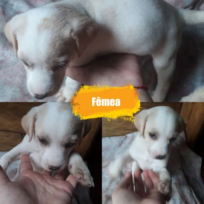 Cachorro ra a Sem raça definitiva  idade Abaixo de 2 meses nome Sem nome