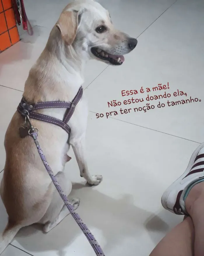Cachorro ra a Sem raça definitiva  idade Abaixo de 2 meses nome Sem nome