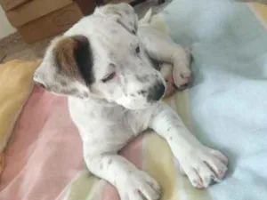 Cachorro raça Vira-lata idade 2 a 6 meses nome Não tem