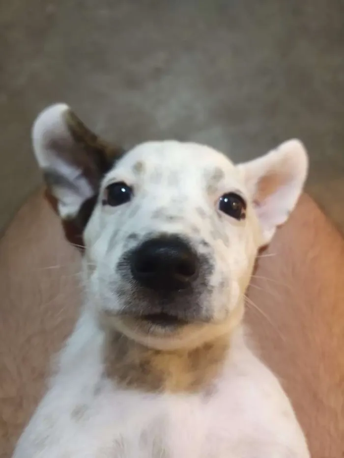 Cachorro raça Vira-lata idade 2 a 6 meses nome Não tem