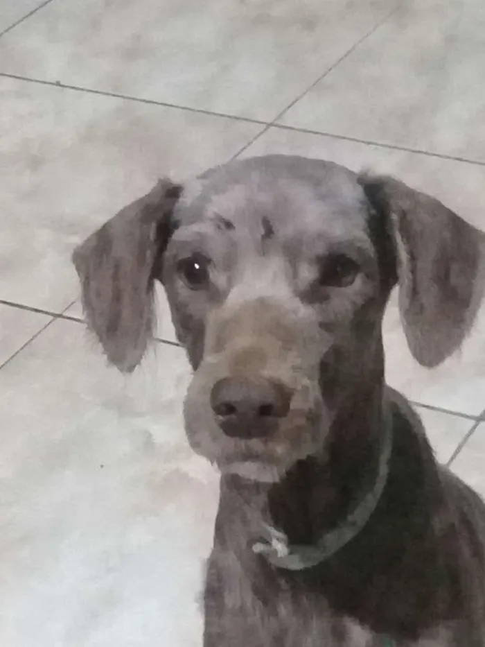 Cachorro ra a Srd idade 2 anos nome Ruivo 