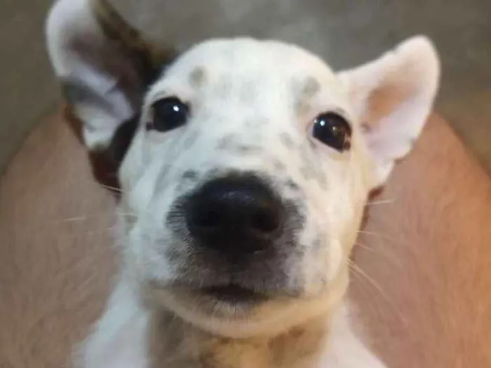 Cachorro raça Vira-lata idade 2 a 6 meses nome Não tem