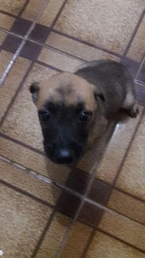 Cachorro ra a Pastor belga malinois idade Abaixo de 2 meses nome Filhotes