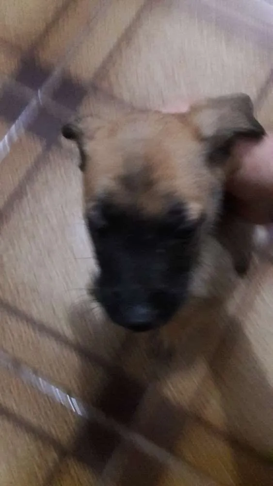 Cachorro ra a Pastor belga malinois idade Abaixo de 2 meses nome Filhotes