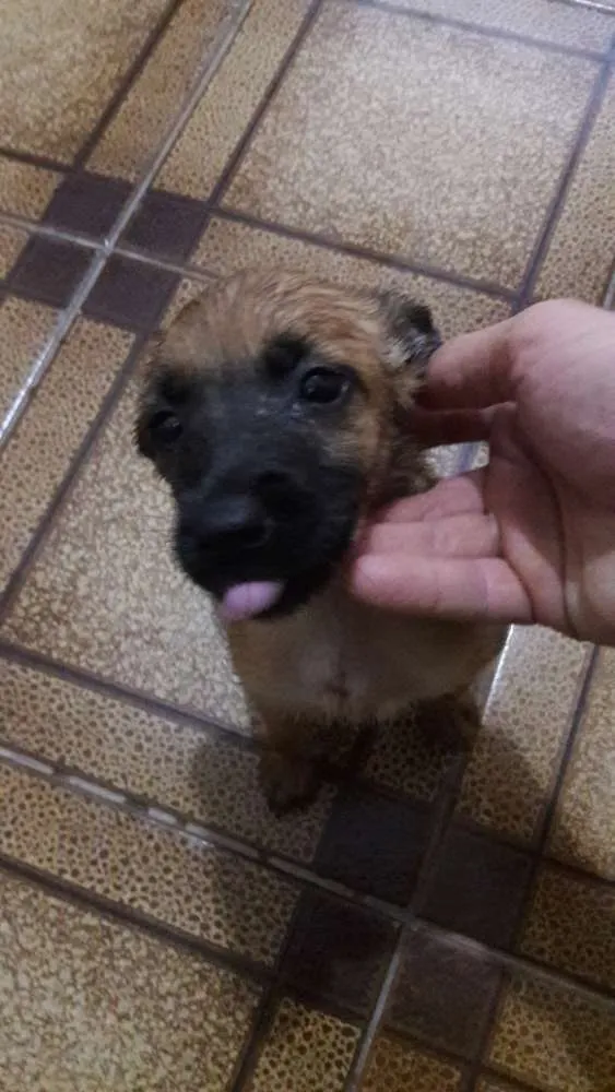 Cachorro ra a Pastor belga malinois idade Abaixo de 2 meses nome Filhotes